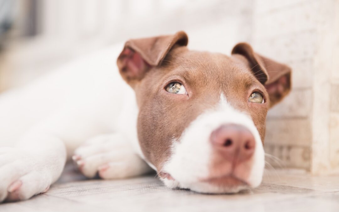 The Ultimate Guide to Buying a Pitbull Puppy