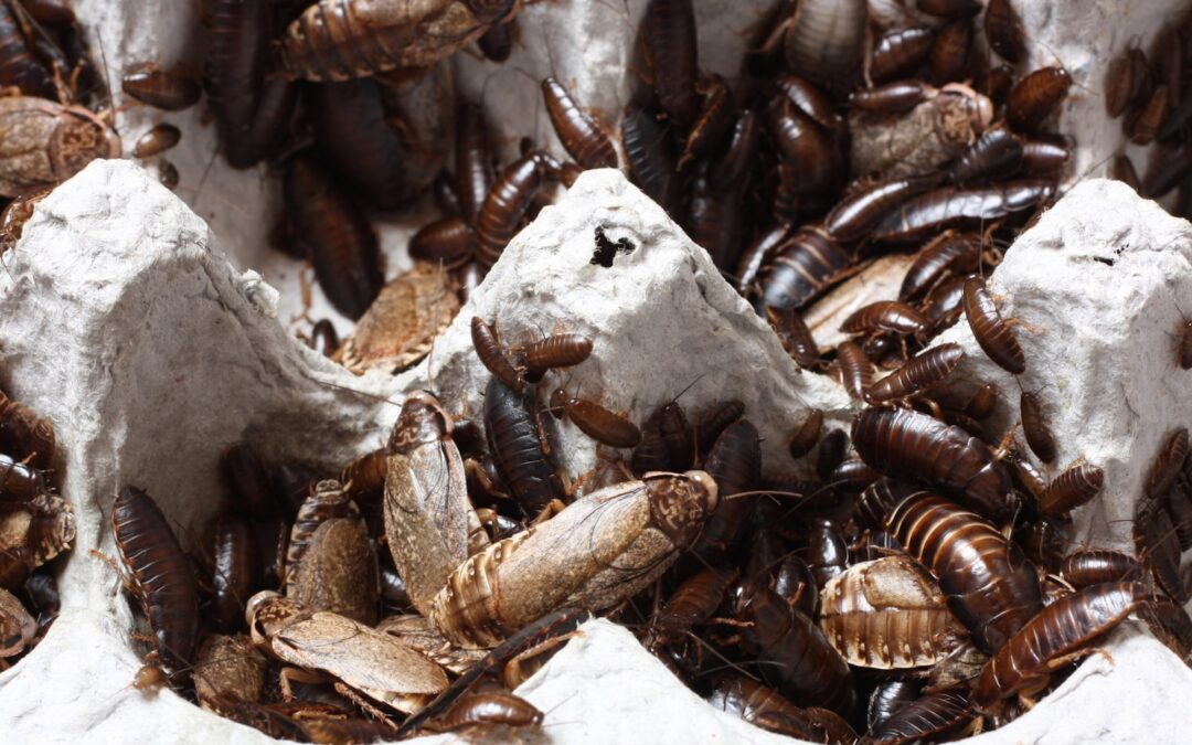 The Hidden Dangers of Ignoring a Pest Infestation