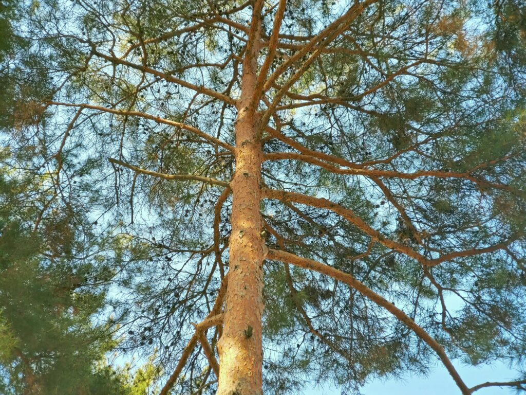 The Importance of Tree Maintenance for Business Landscapes